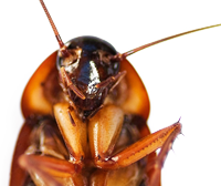 Aplha Protect Limburg bestrijdt kakkerlakken
